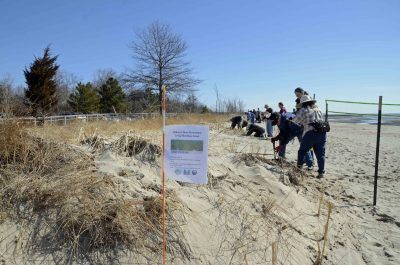 Volunteers working to retore dune in Milford CT