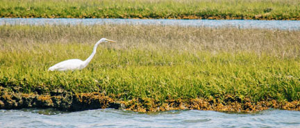 marsh grass